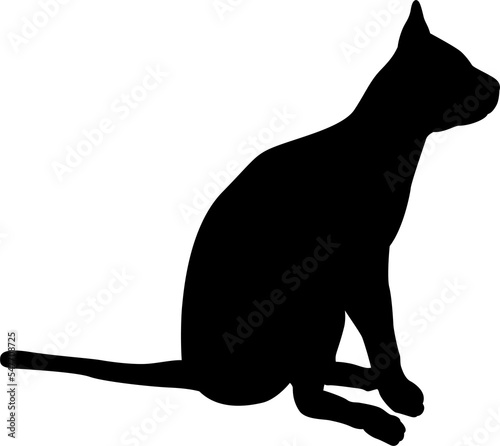 Cat Pet Animal Silhouette photo