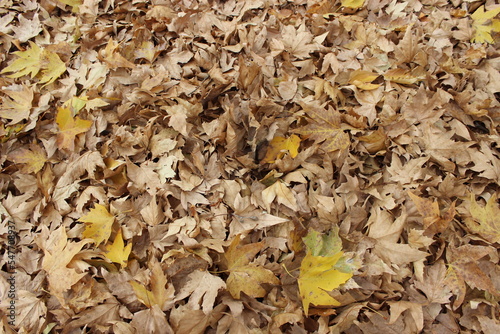 autumn leaves on the ground
