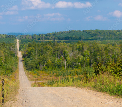 Dusty road through a thick forest in Maine