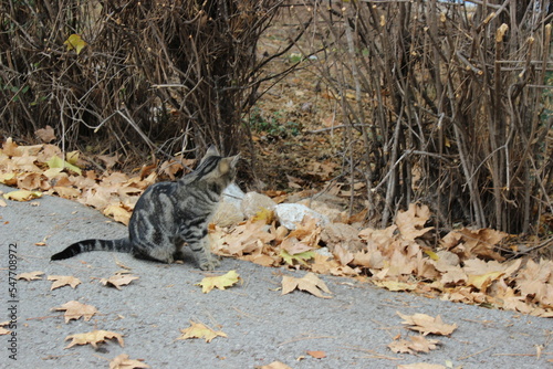 tabby cat looking for new opportunities