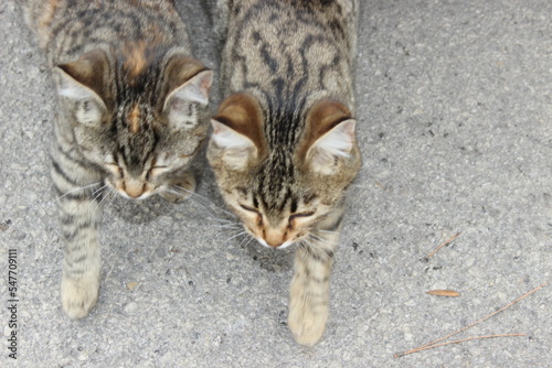 two tabby cats walking together