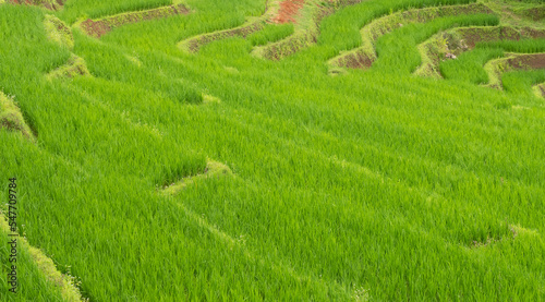 Green Rice Terrace in Rainy Season