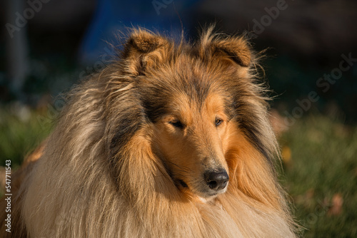 collie dog portrait © Zdenek