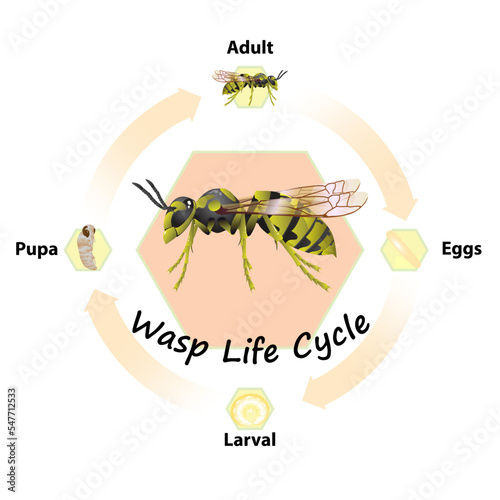 Wasp Life Cycle vector for agriculture,education,Science,Graphic design,Artwork.