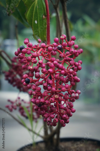 Pink purple berries or flower buds of Medinilla Speciosa or as known as Parijoto, Malaysian Orchid, or Medinilla Magnifica 