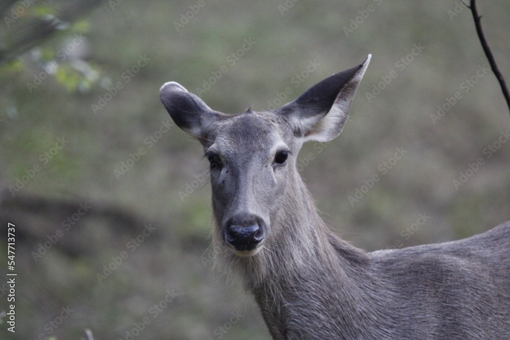 Sambar Deer in Ranathambore Jungle looking for food. Save wildlife concept. Magazine cover page photo. New release book cover page. Sambar Deer in Ranathambore Jungle looking for food. Save wildlife concept. Magazine cover page photo. New release book cover page.