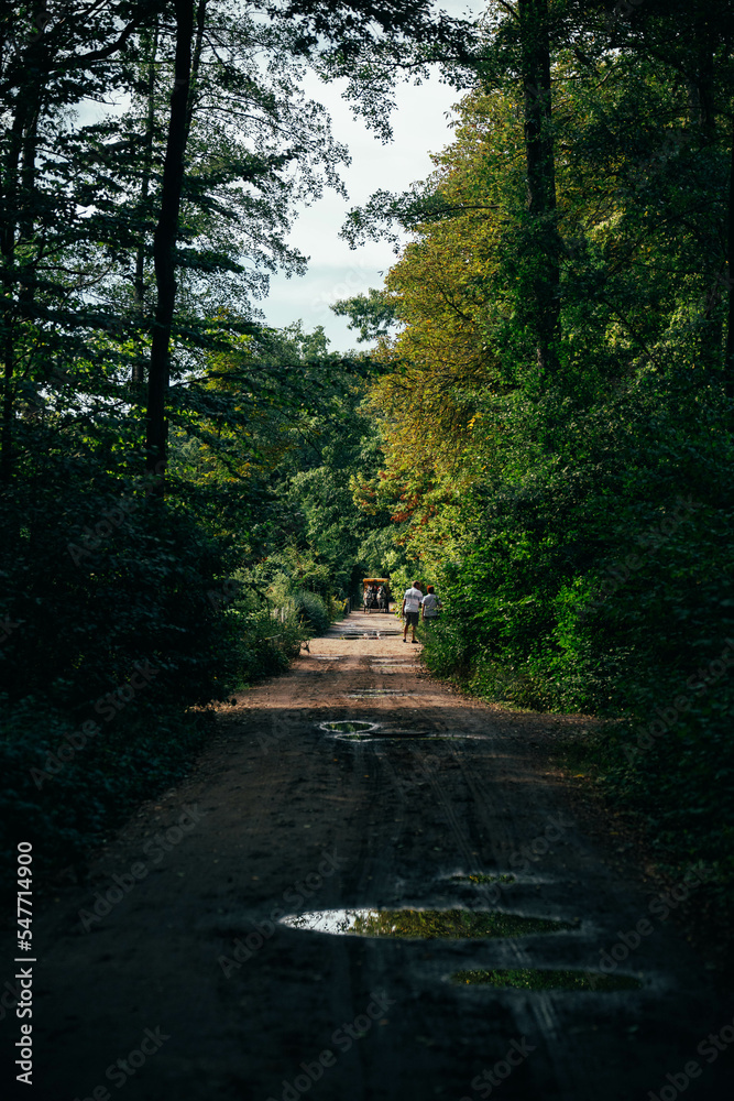 Naklejka premium path in the woods