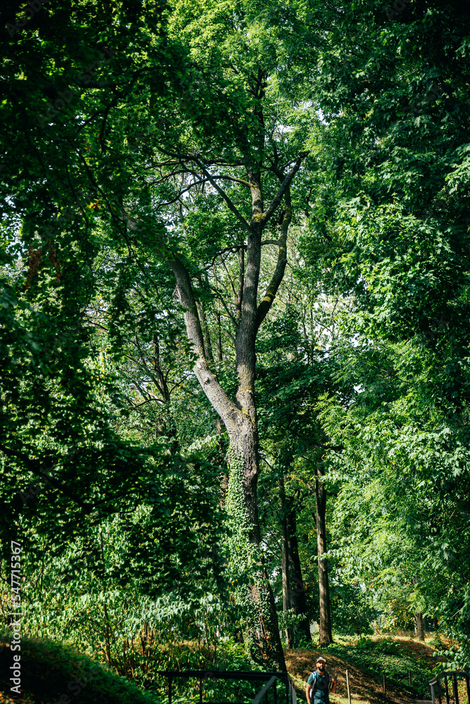 Fototapeta premium trees in the forest