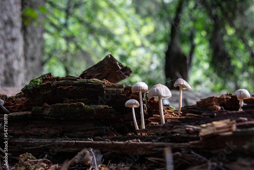A colony of mushrooms grows from a rotten snag in the forest Fototapet