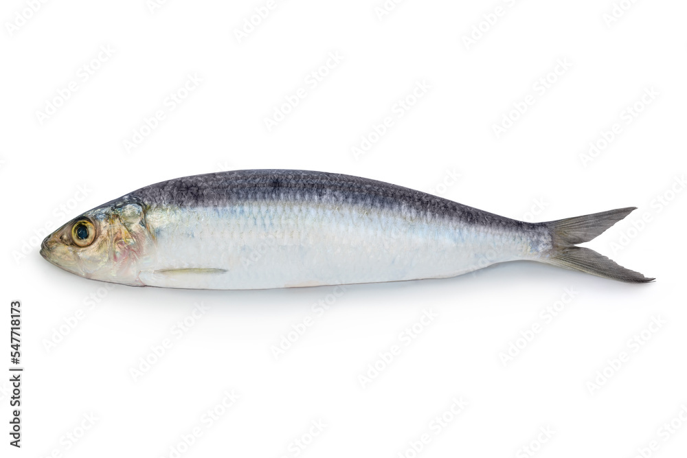 Sardine fish with shadow on isolated white background. Sardine fish with shadow on isolated white background.