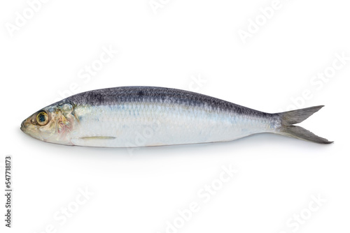 Sardine fish with shadow on isolated white background.