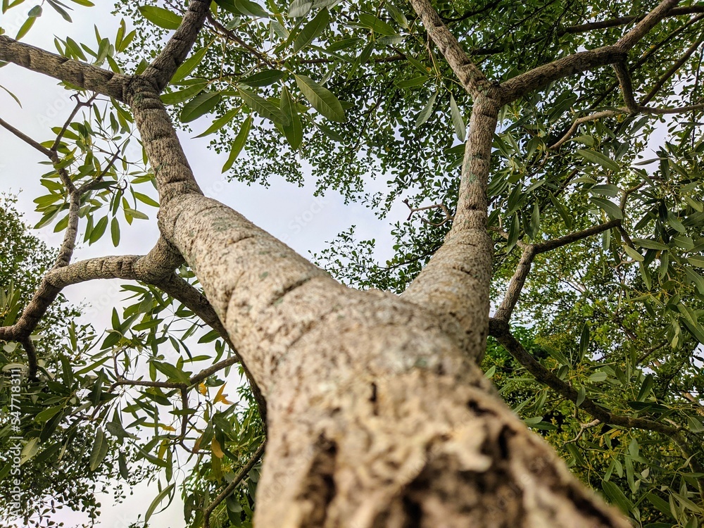 tree trunk with lush branches and leaves seen from below tree trunk with lush branches and leaves seen from below