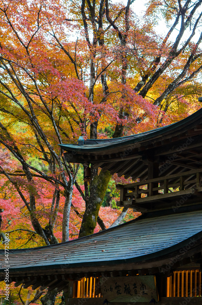 京都 愛宕念仏寺を彩る鮮やかな紅葉風景