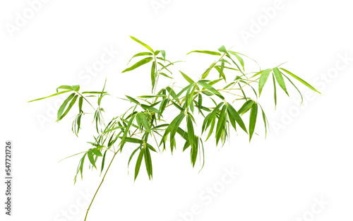 Bamboo leaves isolated on white background