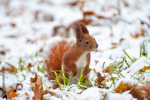 Red squirrel in the winter forest .