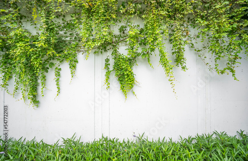 green ivy isolated on white background