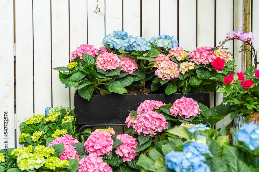 Fototapeta premium Blooming vibrant purple Hydrangea flowers in pot