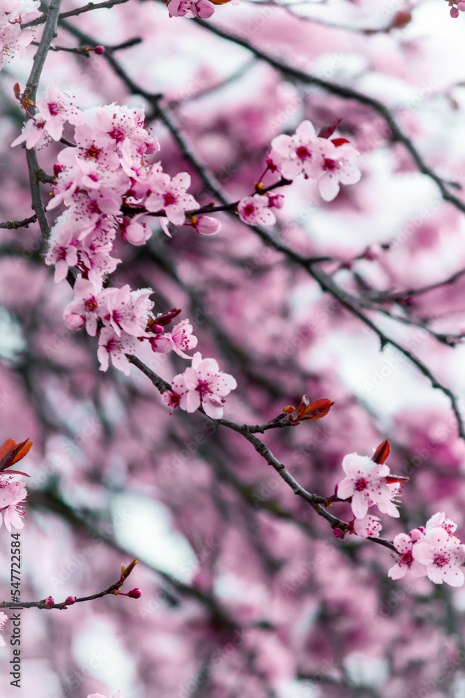 cherry blossoms in winter dress cherry blossoms in winter dress