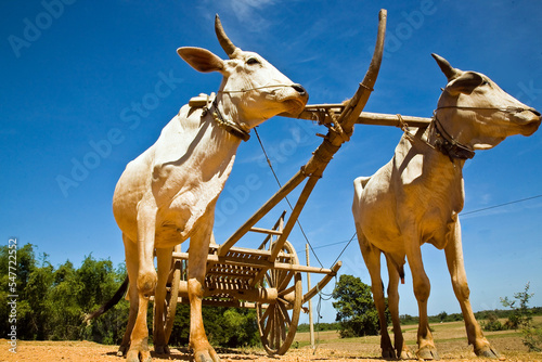Working bulls of Cambodia! For thousands of years, farmers worked on the land with the help of labor bulls. Bullocks are harnessed to peasant carts here and agricultural products are transported.