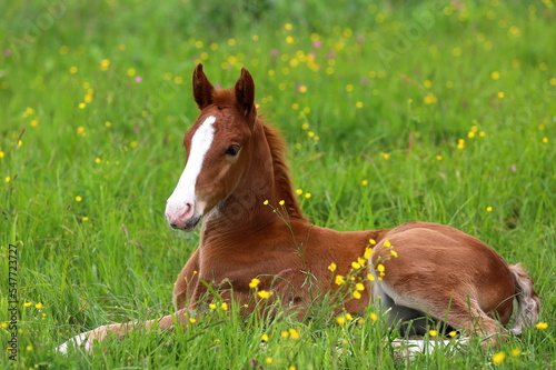 Fotografiet a beautiful chestnut foal lying on the background of a green meadow