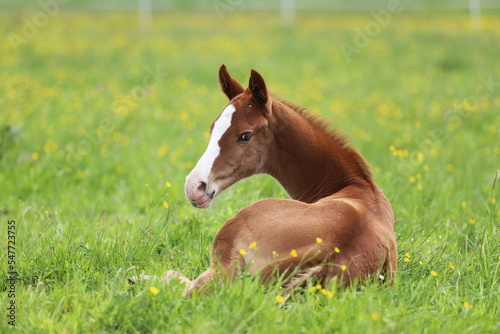 a beautiful chestnut foal lying on the background of a green meadow	