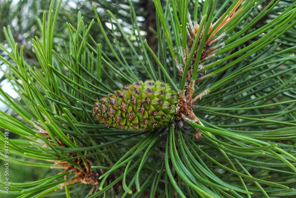 Cone of mountain pine tree Pinus Mugo with buds, long branch and coniferous. Mughus pumilio cultivar dwarf in rock park. Composition for holiday christmas card. Nature botanical concept. Close-up Cone of mountain pine tree Pinus Mugo with buds, long branch and coniferous. Mughus pumilio cultivar dwarf in rock park. Composition for holiday christmas card. Nature botanical concept. Close-up