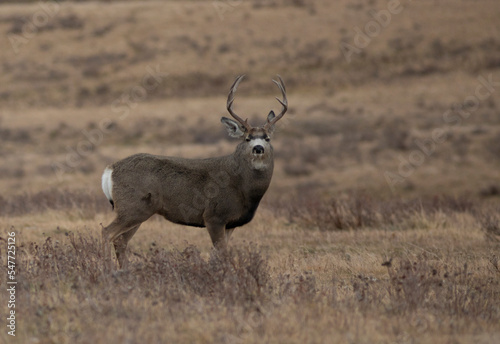 Large mule deer with swollen neck