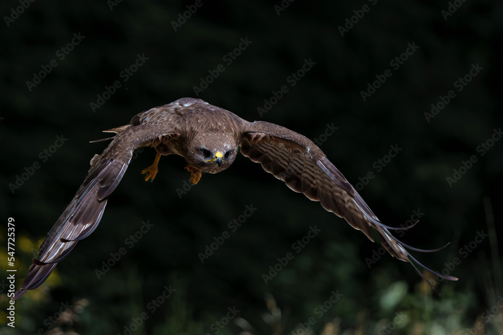 Fototapeta premium Common Buzzard (Buteo buteo) searching for food in the forest of Noord Brabant in the Netherlands. Black background