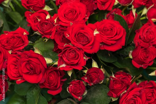 background of blooming buds of red roses close-up