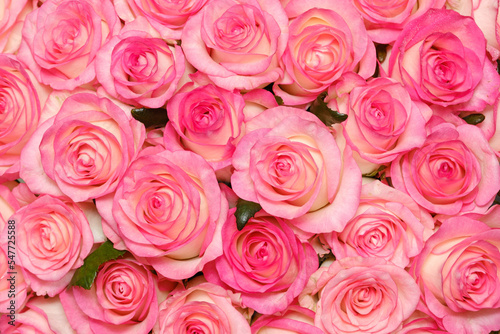 background of blooming buds of pink roses close-up