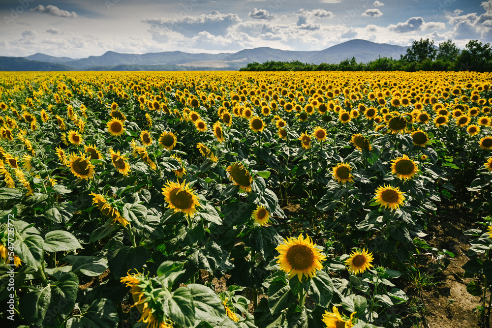 field of sunflowers in summer