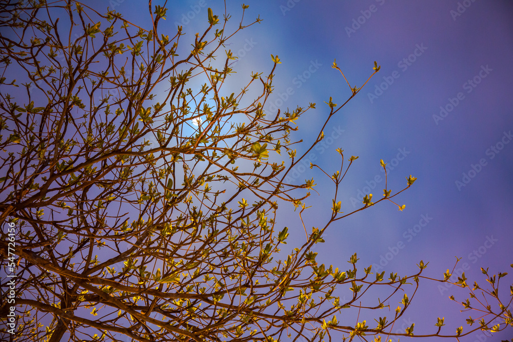 Obraz premium young leaves season