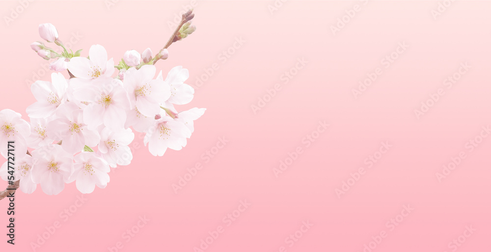 桜 イラスト リアル 背景