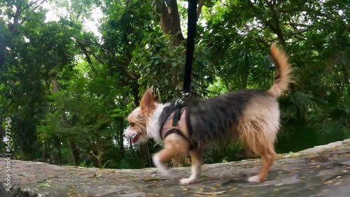 dog friendly Mexican town