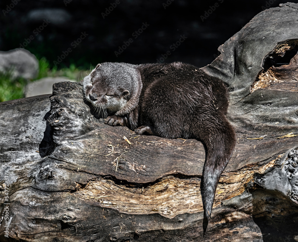 Naklejka premium Dwarf otter sleeping on the beam. Latin name - Lontra chinesa
