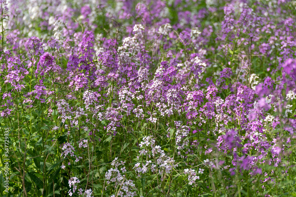 Dame's Rocket Growing Wild Along The Trail