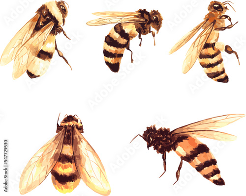 a set of vector watercolor illustrations of a honey bee on a white background