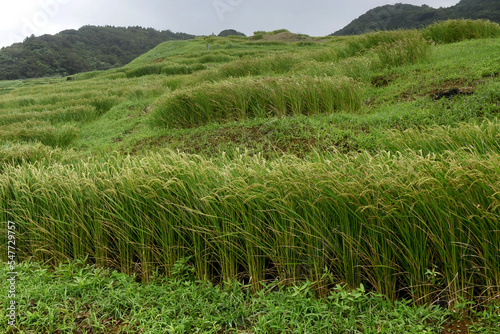 Shiroyone Senmaida Rice Terraces - a scenic hillside of rice paddies along the Noto Peninsula, in Ishikawa Prefecture, Japan. The rice fields were designed as "Special Place of Scenic Beauty"