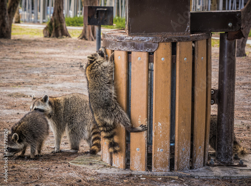 Fotografía Urban raccoons raid a trash can in South Lido Key park, Sarasota, Florida