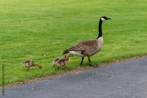 Canada Geese And Goslings Crossing The Local Trail