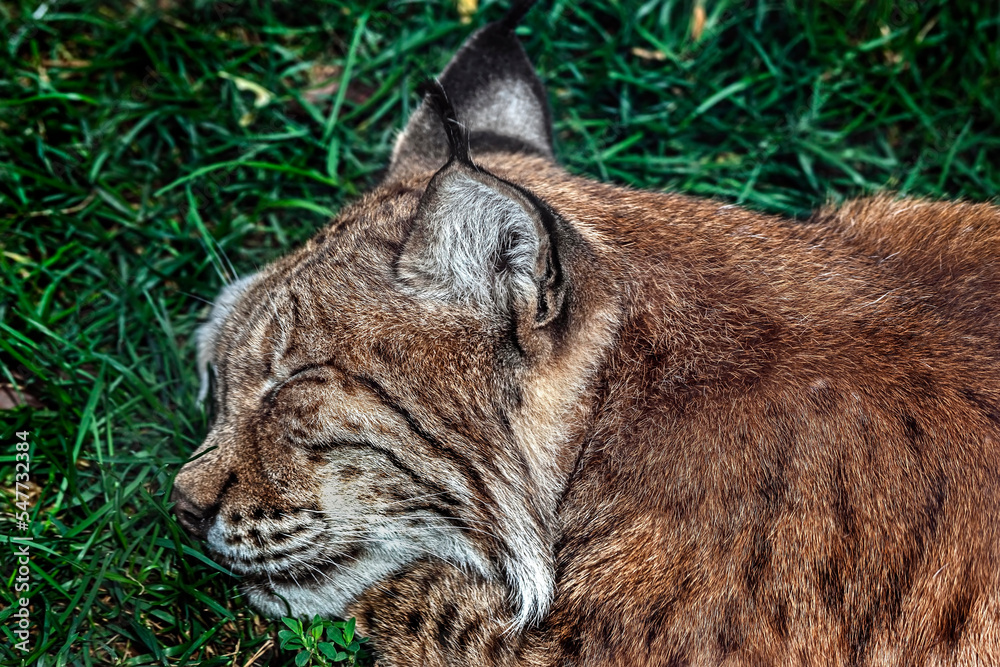 Obraz premium Lynx sleeping on the grass. Latin name - Lynx lynx