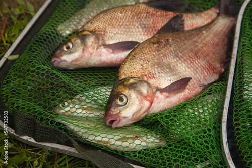 Two big freshwater common bream fish on green fishing net.. photo