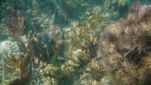 coral reef with fish