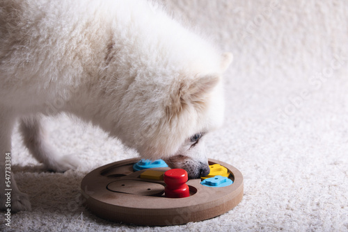 Smart dog is looking for delicious dried treats in intellectual game and eating them, close up. Intellectual game for dogs. and training of nose work with pet. brain game training for dogs