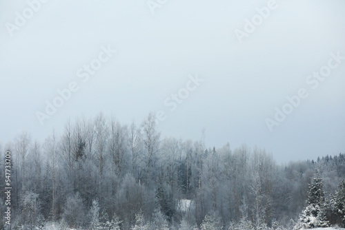 Winter snowy frosty landscape. The forest is covered with snow. Frost and fog in the park. © alexkich