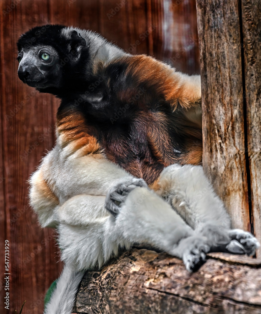 Crowned sifaka on the beam in its enclosure. Latin name - Propithecus coronatus Crowned sifaka on the beam in its enclosure. Latin name - Propithecus coronatus