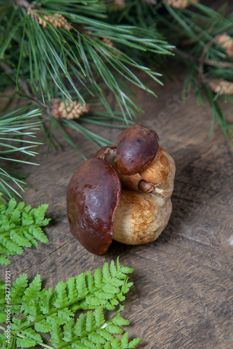 Small family of Imleria Badia or Boletus badius mushrooms commonly known as the bay bolete on vintage wooden background..