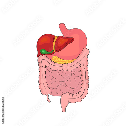 The human digestive system. Stomach, intestines, liver.