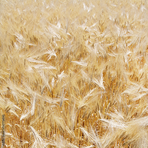 Gerstenfeld 
barley field photo