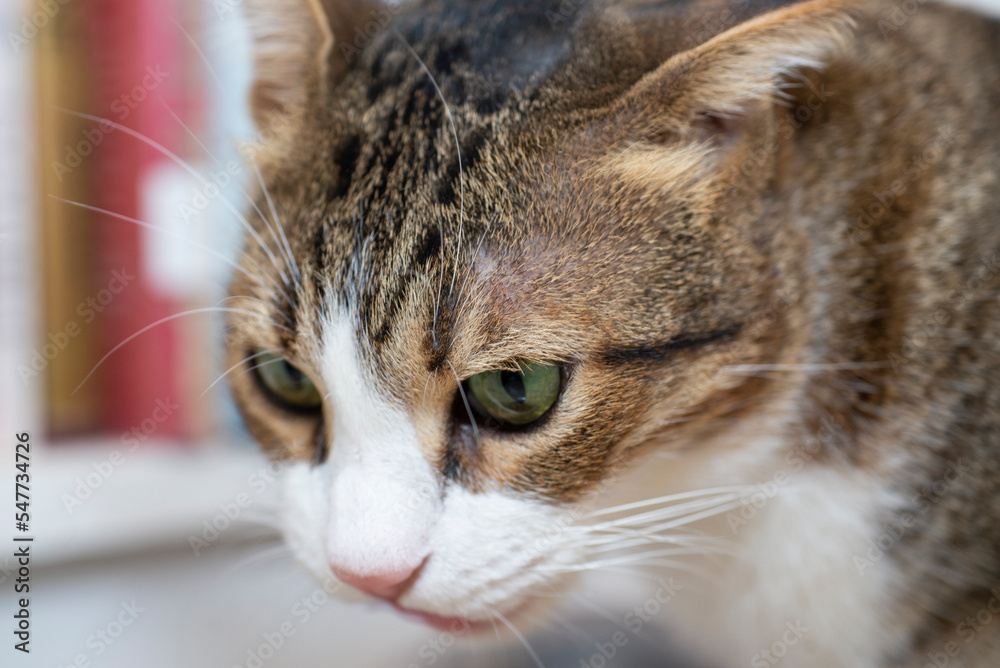 Closeup of cute domestic house cat face with whiskers